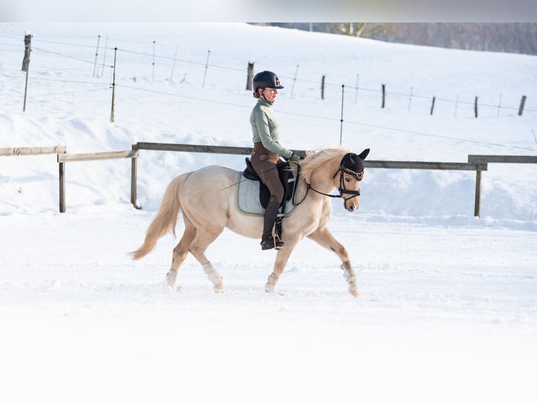 Deutsches Reitpony Wallach 15 Jahre 133 cm Palomino in Diemelstadt