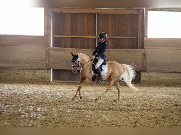 Deutsches Reitpony Wallach 15 Jahre 133 cm Palomino in Diemelstadt