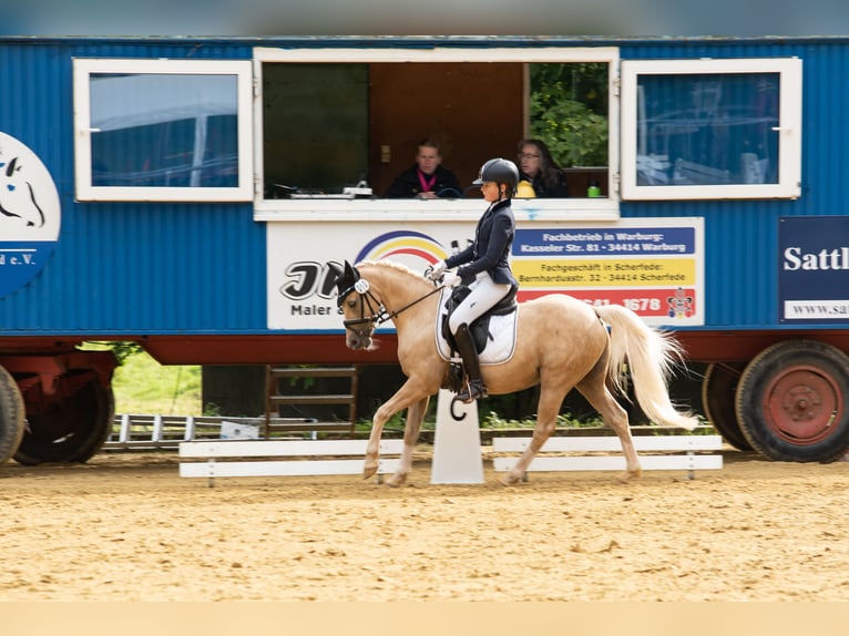 Deutsches Reitpony Wallach 15 Jahre 133 cm Palomino in Diemelstadt