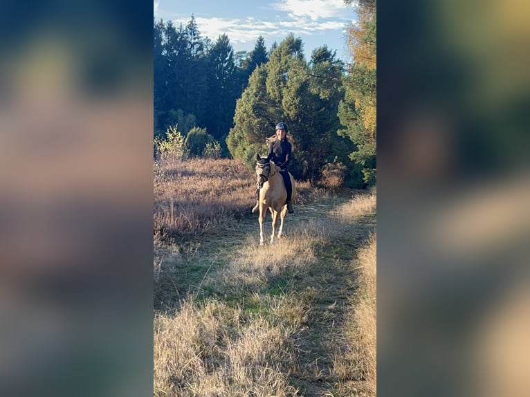 Deutsches Reitpony Wallach 15 Jahre 133 cm Palomino in Diemelstadt