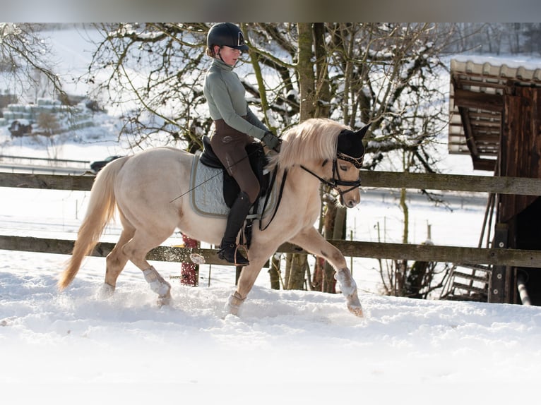 Deutsches Reitpony Wallach 15 Jahre 133 cm Palomino in Diemelstadt