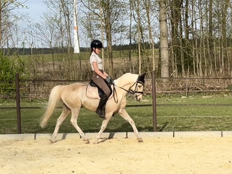 Deutsches Reitpony Wallach 15 Jahre 133 cm Palomino in Diemelstadt