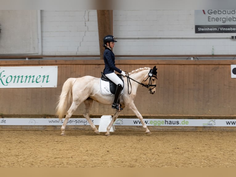 Deutsches Reitpony Wallach 15 Jahre 133 cm Palomino in Diemelstadt
