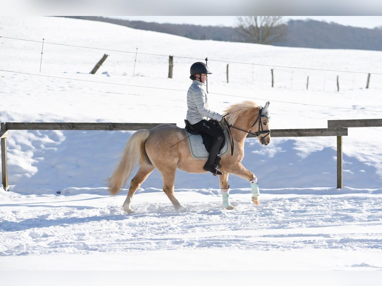 Deutsches Reitpony Wallach 15 Jahre 133 cm Palomino in Diemelstadt