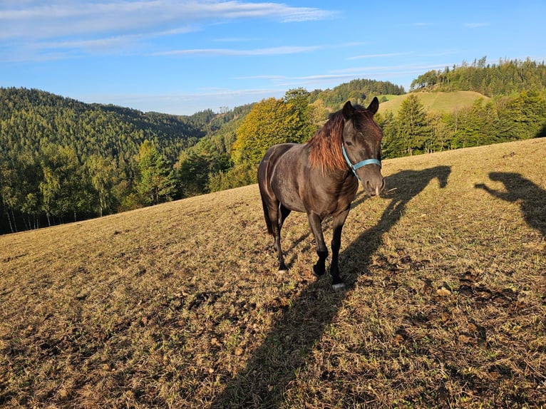 Deutsches Reitpony Mix Wallach 15 Jahre 134 cm  in Miesenbach
