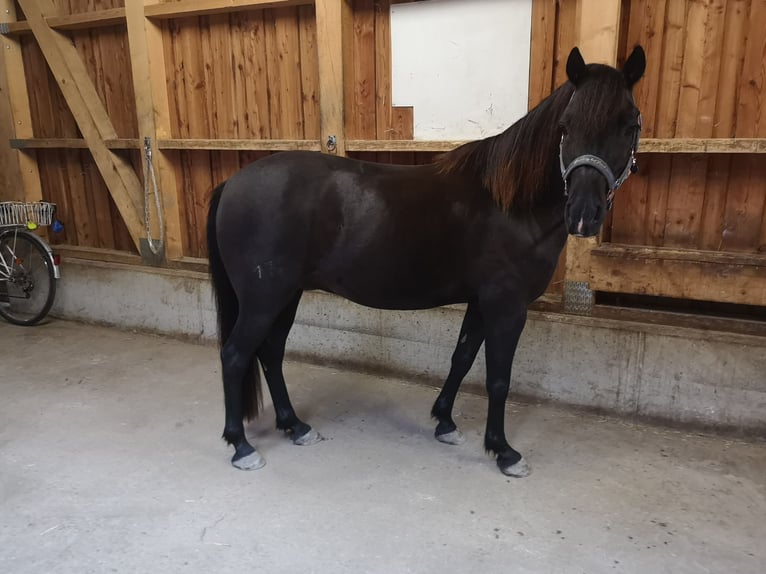 Deutsches Reitpony Mix Wallach 15 Jahre 134 cm  in Miesenbach