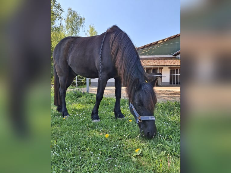 Deutsches Reitpony Mix Wallach 15 Jahre 134 cm  in Miesenbach