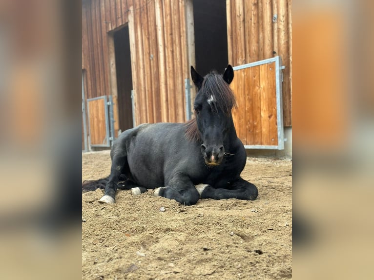 Deutsches Reitpony Mix Wallach 15 Jahre 134 cm  in Miesenbach