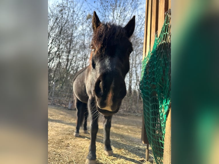 Deutsches Reitpony Mix Wallach 15 Jahre 134 cm  in Miesenbach