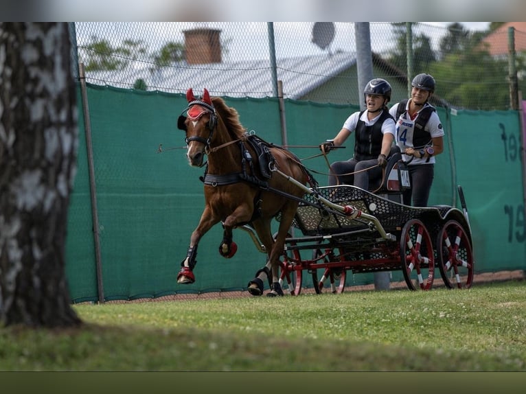 Deutsches Reitpony Wallach 15 Jahre 135 cm Fuchs in St. Georgen am Ybbsfelde