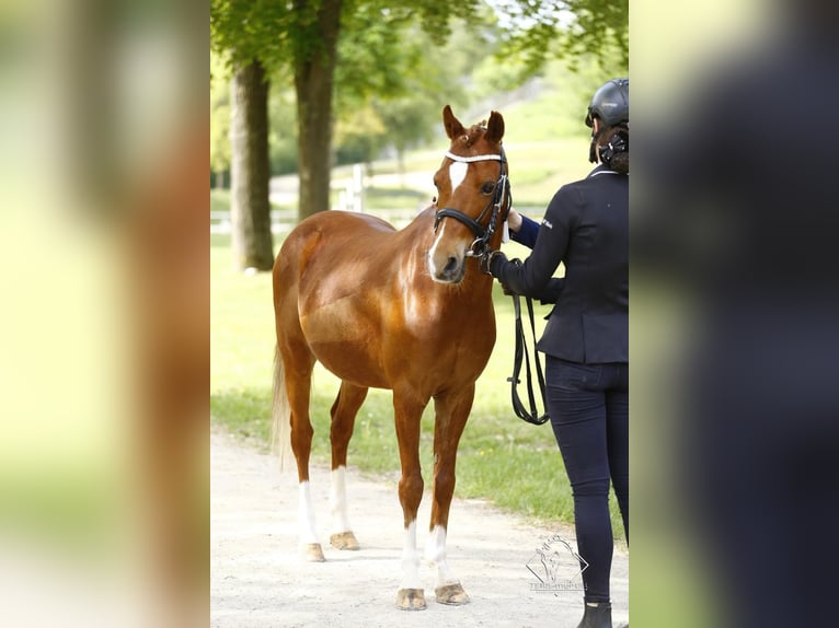 Deutsches Reitpony Wallach 15 Jahre 137 cm Fuchs in Amstetten