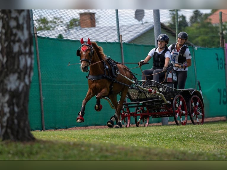 Deutsches Reitpony Wallach 15 Jahre 137 cm Fuchs in Amstetten