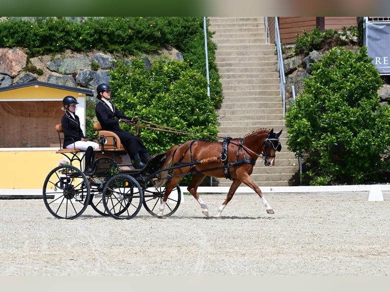 Deutsches Reitpony Wallach 15 Jahre 137 cm Fuchs in Amstetten