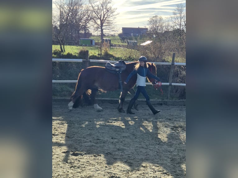 Deutsches Reitpony Mix Wallach 15 Jahre 138 cm Dunkelfuchs in Hauset
