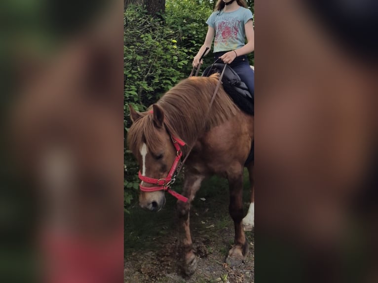 Deutsches Reitpony Mix Wallach 15 Jahre 138 cm Dunkelfuchs in Hauset