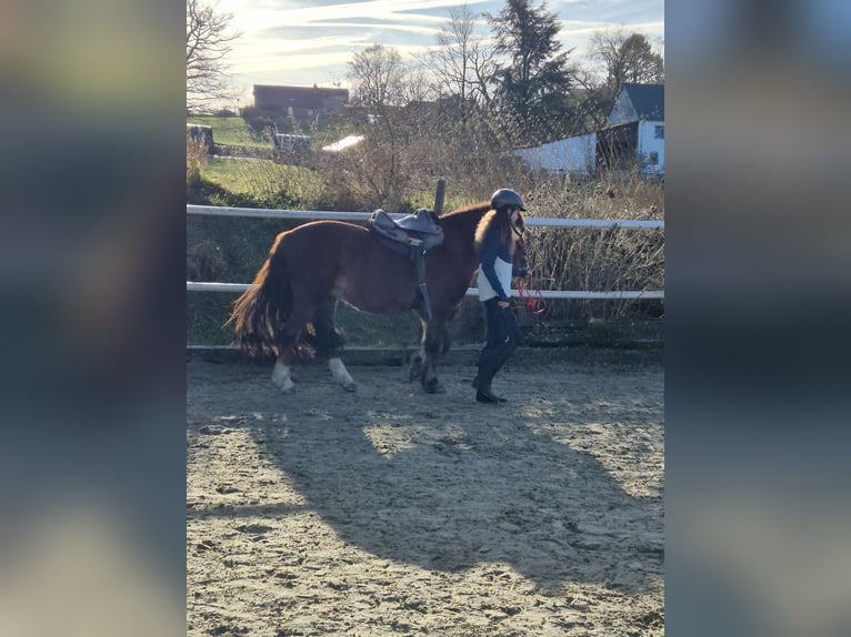 Deutsches Reitpony Mix Wallach 15 Jahre 138 cm Dunkelfuchs in Hauset