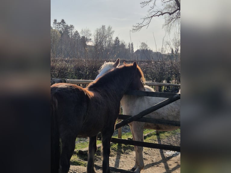 Deutsches Reitpony Mix Wallach 15 Jahre 138 cm Dunkelfuchs in Hauset