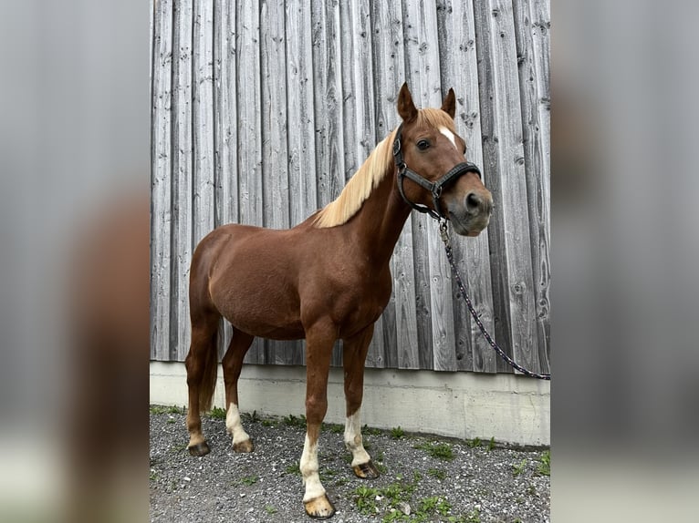 Deutsches Reitpony Wallach 15 Jahre 138 cm Fuchs in Dorfbeuern