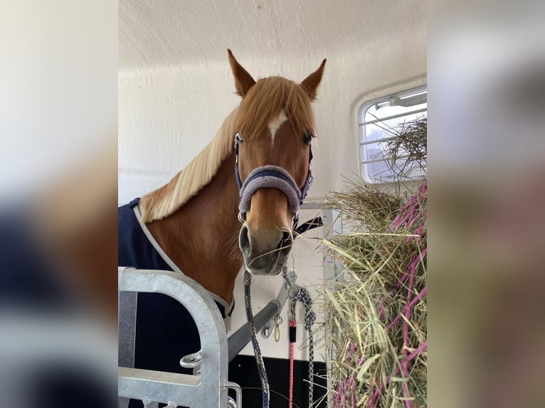 Deutsches Reitpony Wallach 15 Jahre 138 cm Fuchs in Dorfbeuern