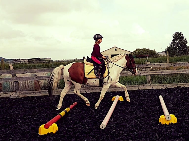 Deutsches Reitpony Mix Wallach 15 Jahre 138 cm Schecke in Altenhausen