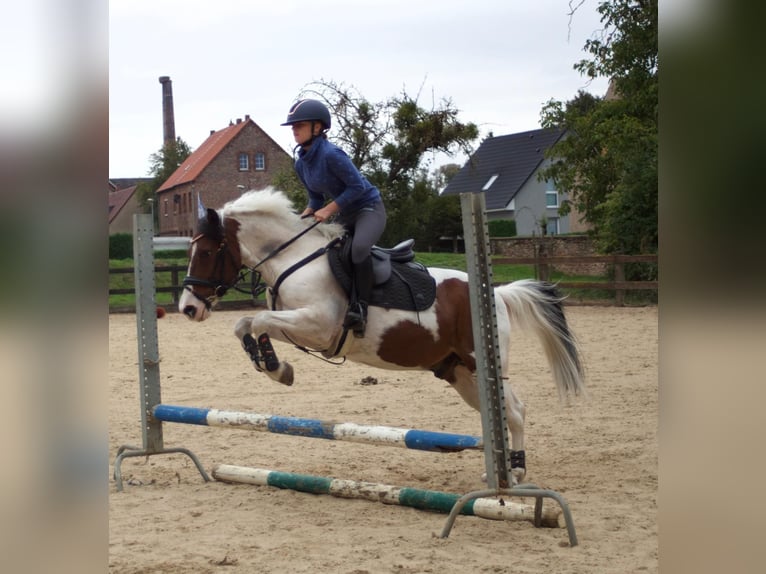 Deutsches Reitpony Mix Wallach 15 Jahre 138 cm Schecke in SAltenhausen