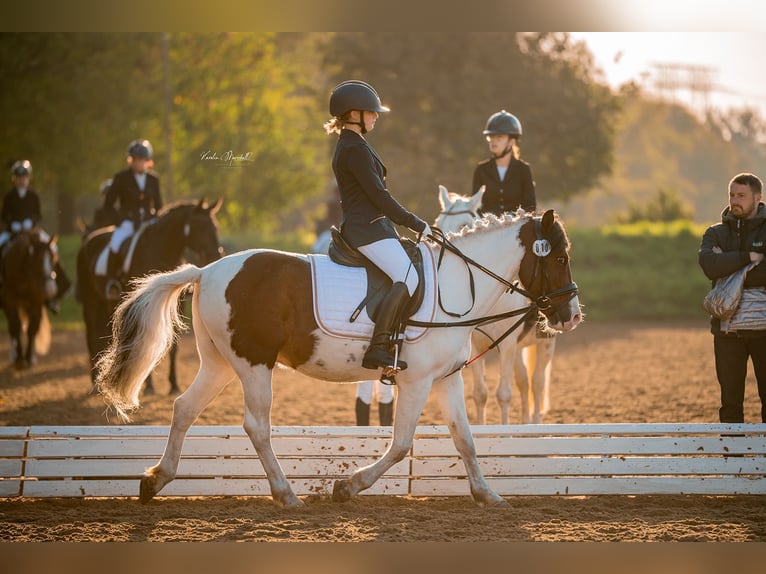 Deutsches Reitpony Mix Wallach 15 Jahre 138 cm Schecke in SAltenhausen