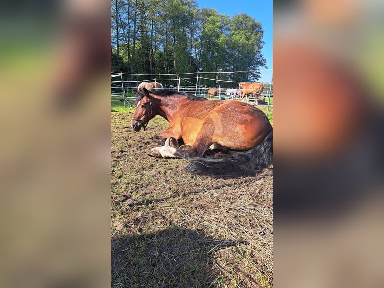 Deutsches Reitpony Mix Wallach 15 Jahre 139 cm Brauner in Bothel