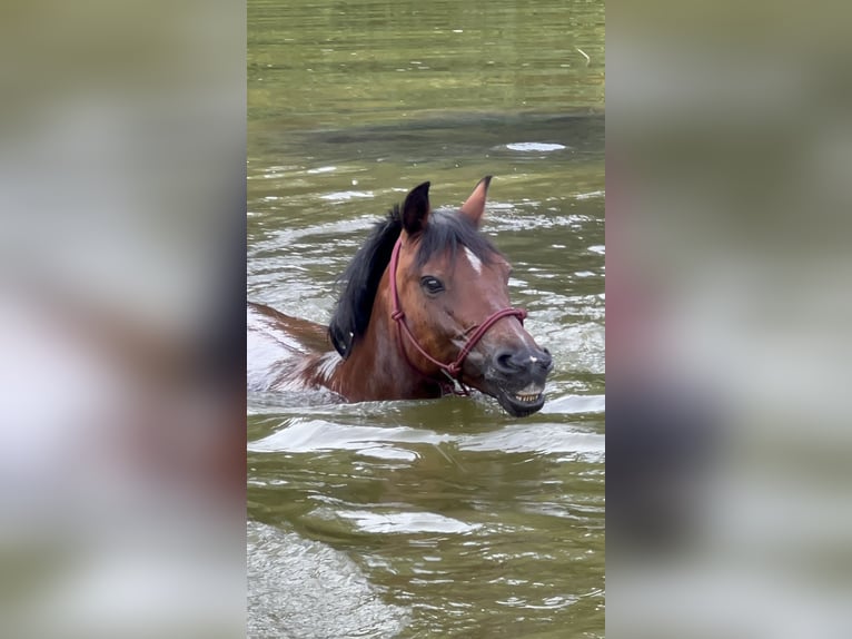 Deutsches Reitpony Mix Wallach 15 Jahre 139 cm Brauner in Bothel