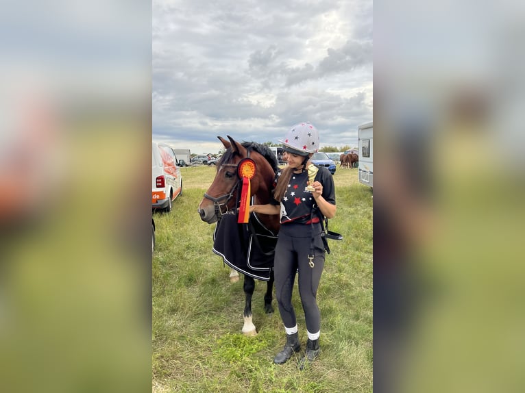 Deutsches Reitpony Mix Wallach 15 Jahre 139 cm Brauner in Bothel