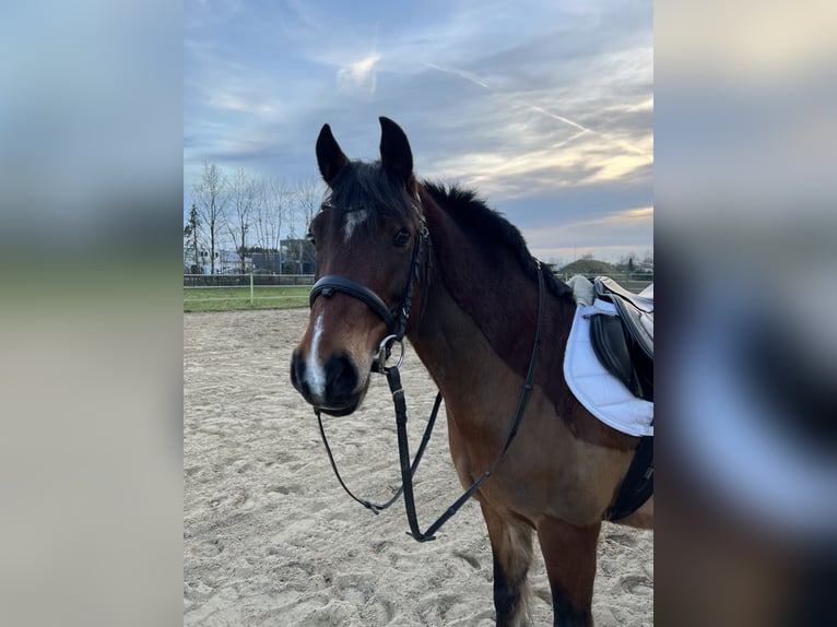 Deutsches Reitpony Mix Wallach 15 Jahre 139 cm Brauner in Bothel