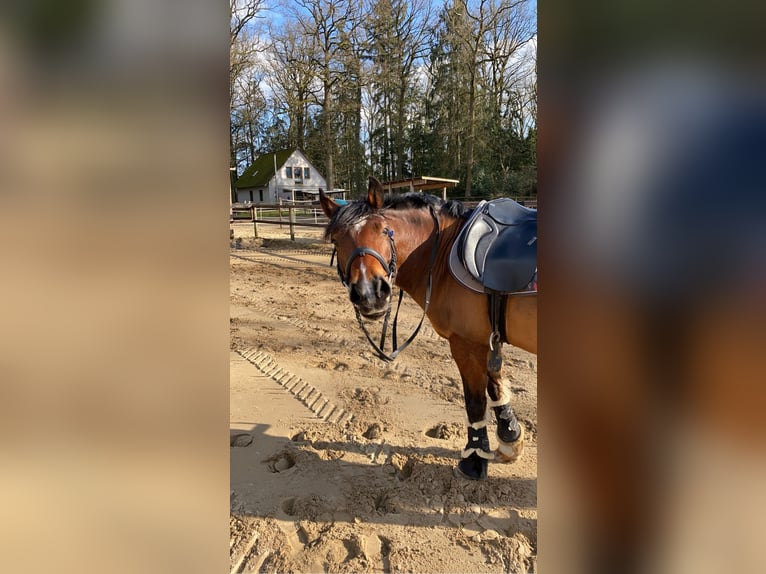 Deutsches Reitpony Mix Wallach 15 Jahre 139 cm Brauner in Bothel