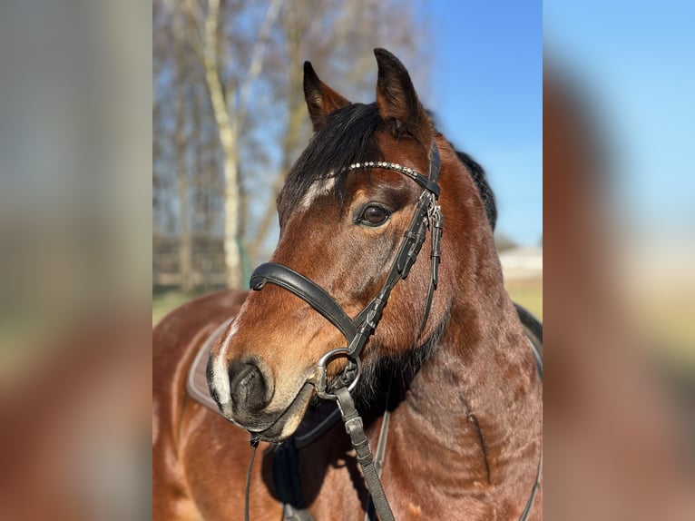 Deutsches Reitpony Mix Wallach 15 Jahre 139 cm Brauner in Bothel
