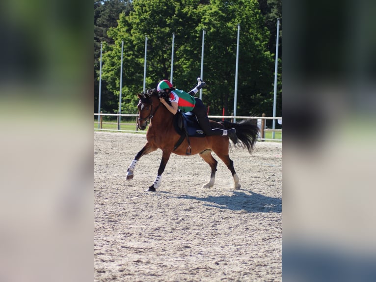 Deutsches Reitpony Mix Wallach 15 Jahre 139 cm Brauner in Bothel