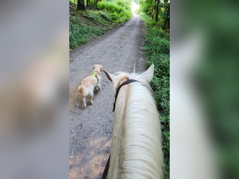 Deutsches Reitpony Wallach 15 Jahre 141 cm Palomino in Schwerte