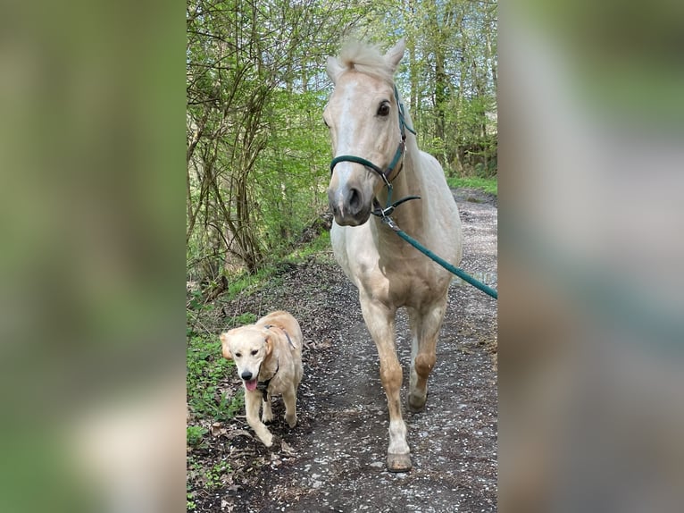 Deutsches Reitpony Wallach 15 Jahre 141 cm Palomino in Schwerte