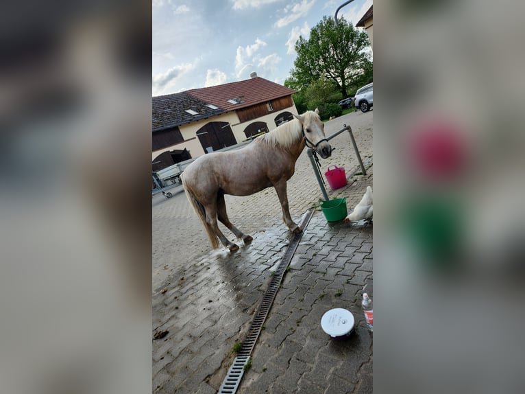 Deutsches Reitpony Wallach 15 Jahre 141 cm Palomino in Schwerte