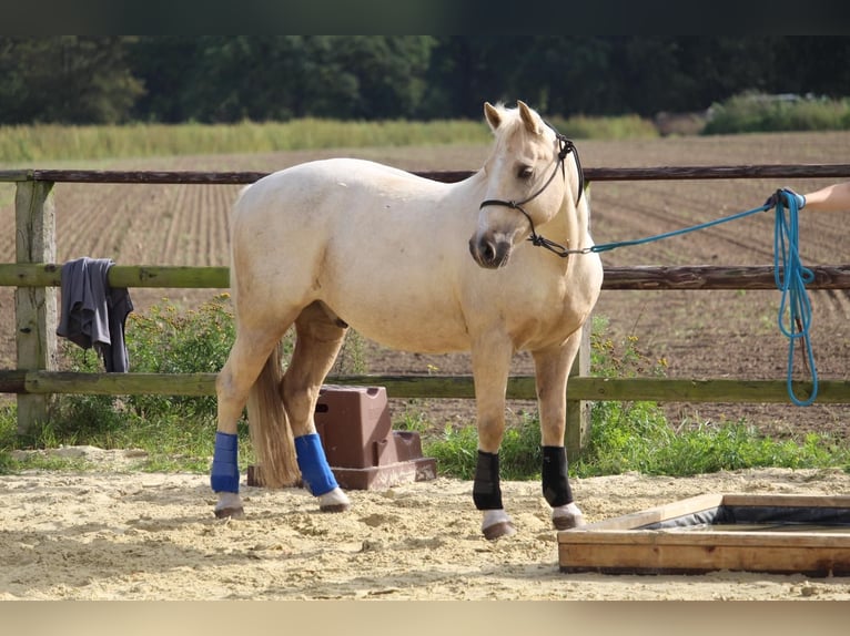 Deutsches Reitpony Wallach 15 Jahre 141 cm Palomino in Schwerte