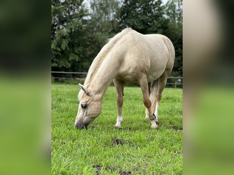 Deutsches Reitpony Wallach 15 Jahre 141 cm Palomino in Schwerte