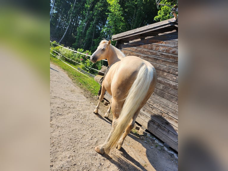 Deutsches Reitpony Wallach 15 Jahre 141 cm Palomino in Schwerte