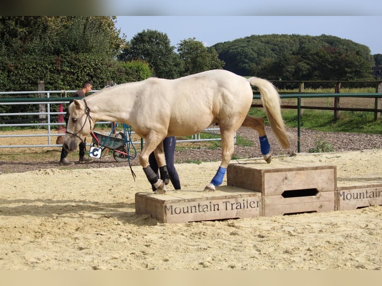 Deutsches Reitpony Wallach 15 Jahre 141 cm Palomino in Schwerte