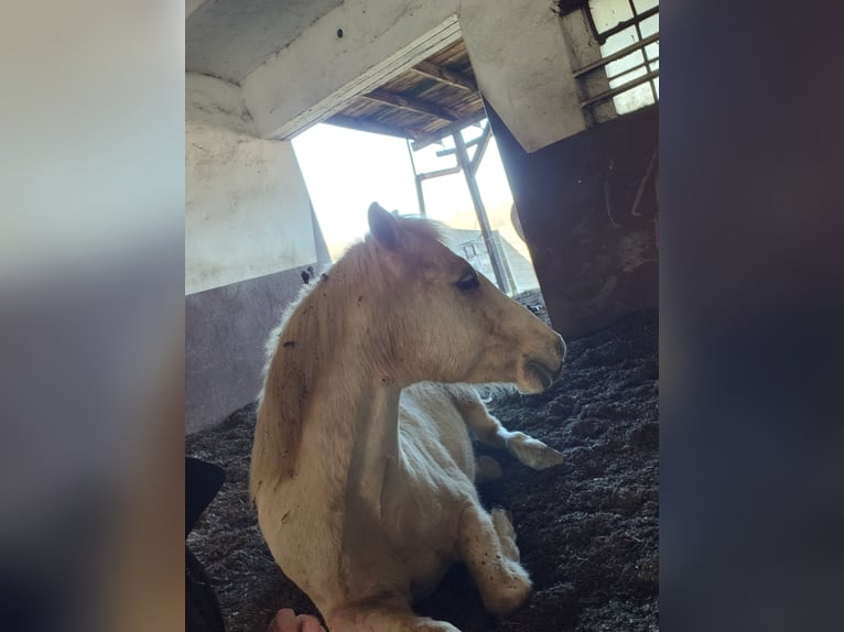 Deutsches Reitpony Wallach 15 Jahre 141 cm Palomino in Schwerte