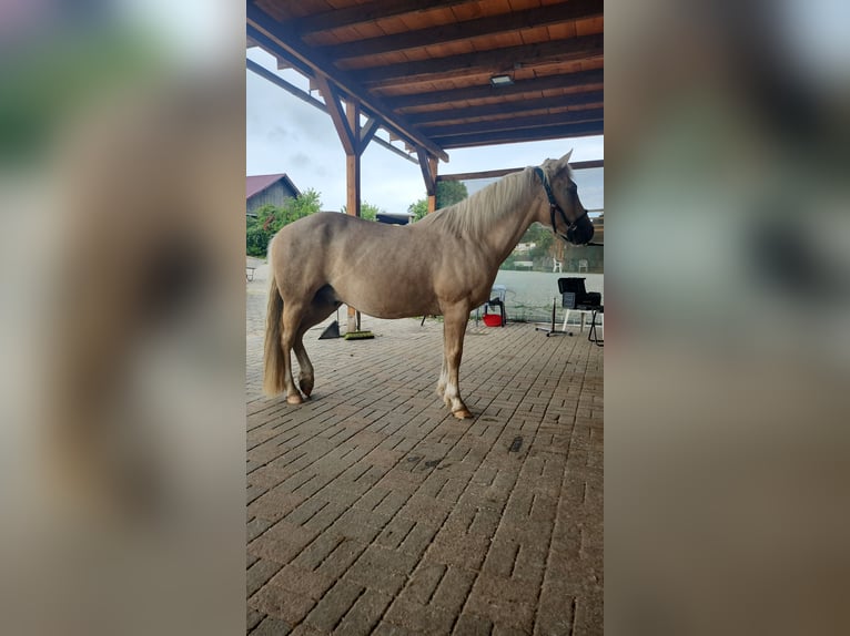 Deutsches Reitpony Wallach 15 Jahre 141 cm Palomino in Schwerte