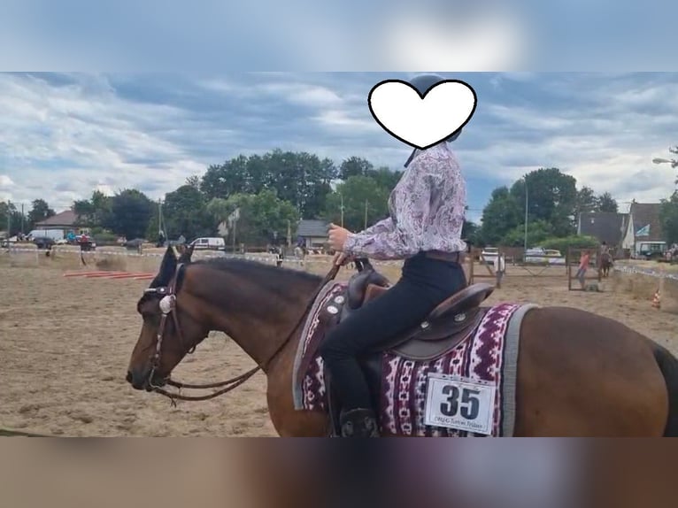 Deutsches Reitpony Wallach 15 Jahre 142 cm Brauner in Mertendorf