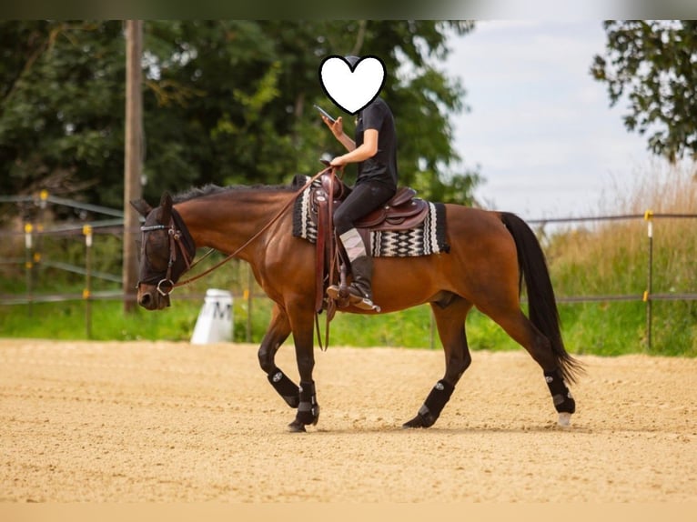 Deutsches Reitpony Wallach 15 Jahre 142 cm Brauner in Mertendorf