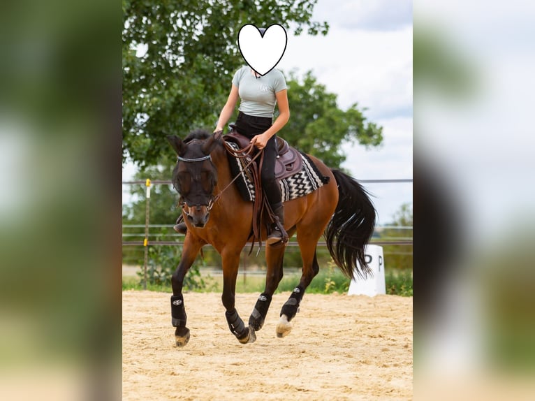 Deutsches Reitpony Wallach 15 Jahre 142 cm Brauner in Mertendorf