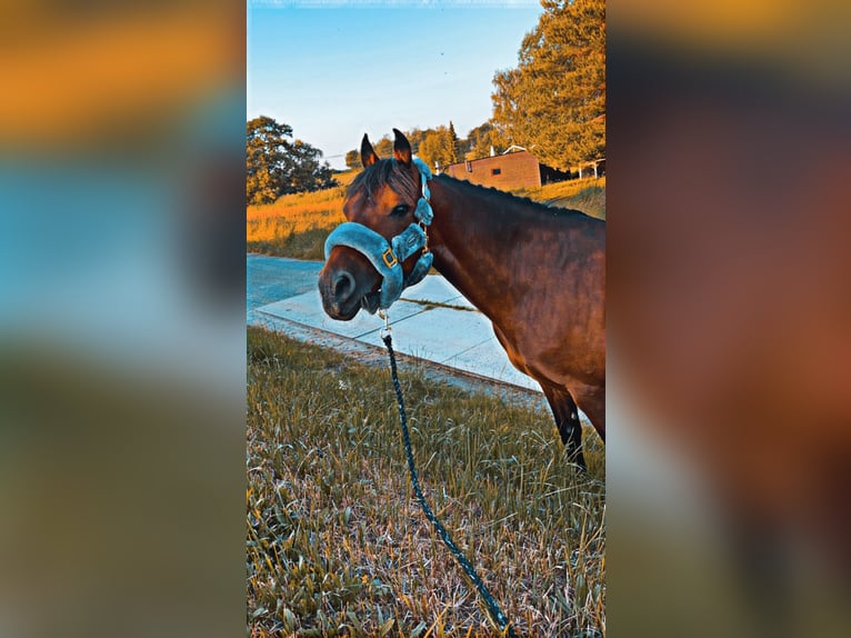 Deutsches Reitpony Wallach 15 Jahre 142 cm Brauner in Mertendorf