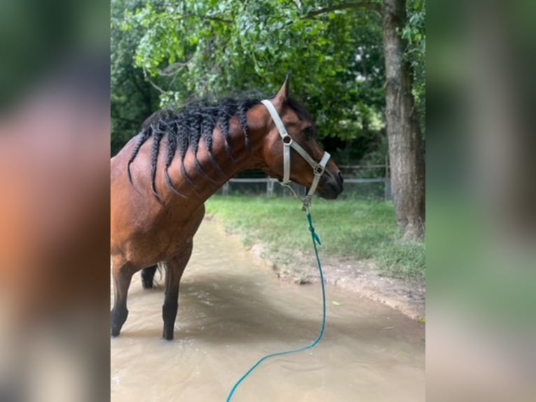 Deutsches Reitpony Wallach 15 Jahre 142 cm Brauner in Mertendorf