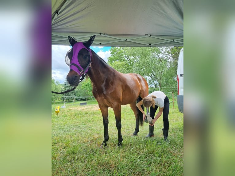 Deutsches Reitpony Wallach 15 Jahre 142 cm Brauner in Mertendorf
