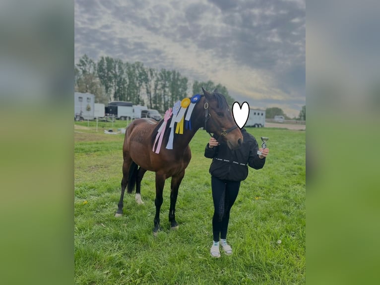 Deutsches Reitpony Wallach 15 Jahre 142 cm Brauner in Mertendorf