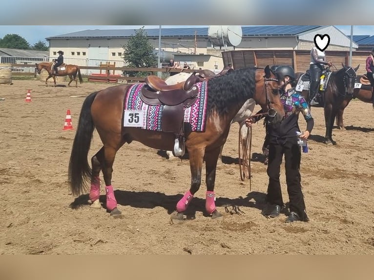 Deutsches Reitpony Wallach 15 Jahre 142 cm Brauner in Mertendorf
